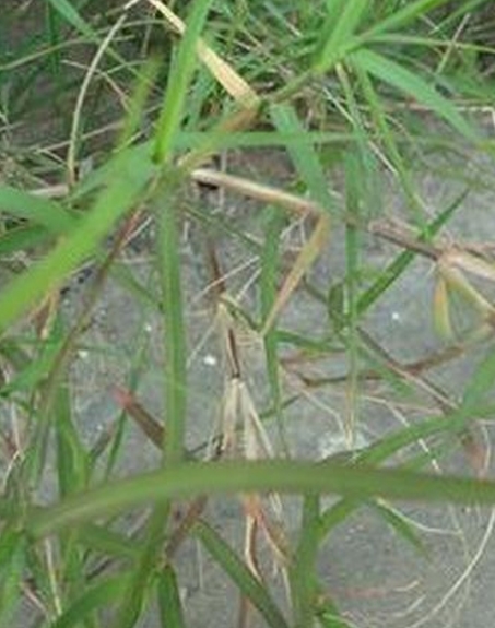 標(biāo)題：狗牙根
瀏覽次數(shù)：2430
發(fā)表時(shí)間：2017-11-02