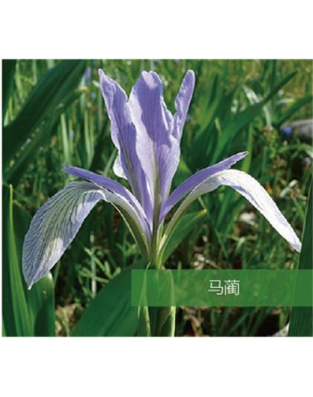 標(biāo)題：地被
瀏覽次數(shù)：1451
發(fā)表時(shí)間：2020-10-17