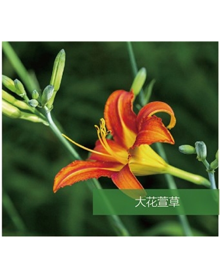 標(biāo)題：地被
瀏覽次數(shù)：1432
發(fā)表時(shí)間：2020-10-17