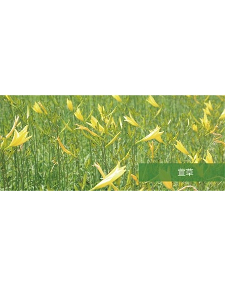 標(biāo)題：地被
瀏覽次數(shù)：1458
發(fā)表時(shí)間：2020-10-17