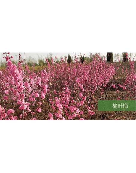 標(biāo)題：喬灌木
瀏覽次數(shù)：1519
發(fā)表時間：2020-10-17