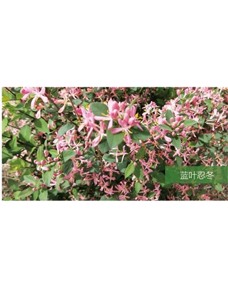 標(biāo)題：?jiǎn)坦嗄?瀏覽次數(shù)：1412
發(fā)表時(shí)間：2020-10-17