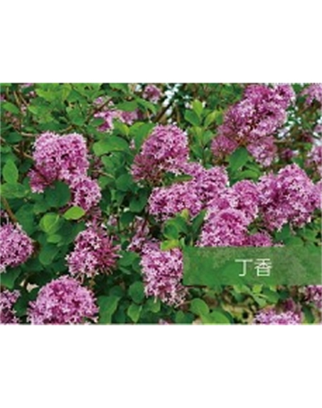 標題：喬灌木
瀏覽次數(shù)：1438
發(fā)表時間：2020-10-17
