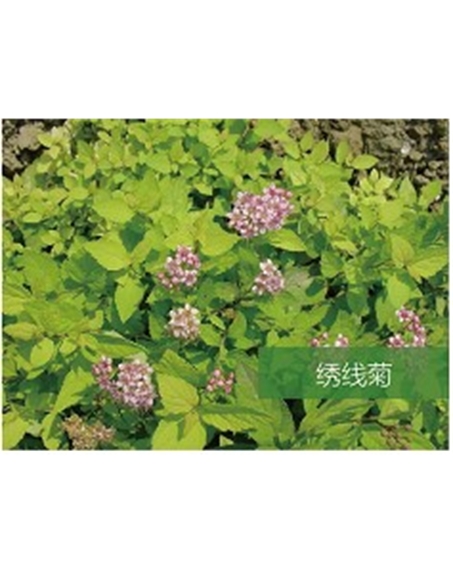 標(biāo)題：?jiǎn)坦嗄?瀏覽次數(shù)：1483
發(fā)表時(shí)間：2020-10-17