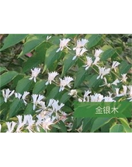 標(biāo)題：?jiǎn)坦嗄?瀏覽次數(shù)：1446
發(fā)表時(shí)間：2020-10-17
