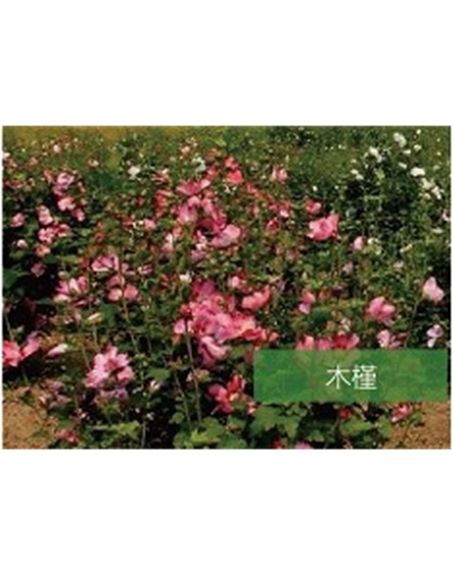 標(biāo)題：?jiǎn)坦嗄?瀏覽次數(shù)：1460
發(fā)表時(shí)間：2020-10-17