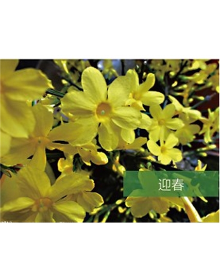 標題：喬灌木
瀏覽次數(shù)：1365
發(fā)表時間：2020-10-17