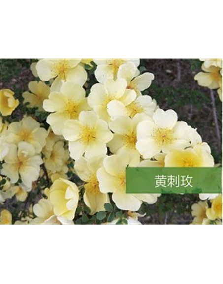 標題：喬灌木
瀏覽次數(shù)：1351
發(fā)表時間：2020-10-17