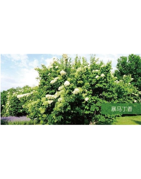 標(biāo)題：喬灌木
瀏覽次數(shù)：1475
發(fā)表時間：2020-10-17