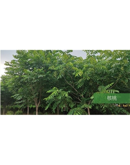 標題：喬灌木
瀏覽次數(shù)：1418
發(fā)表時間：2020-10-17