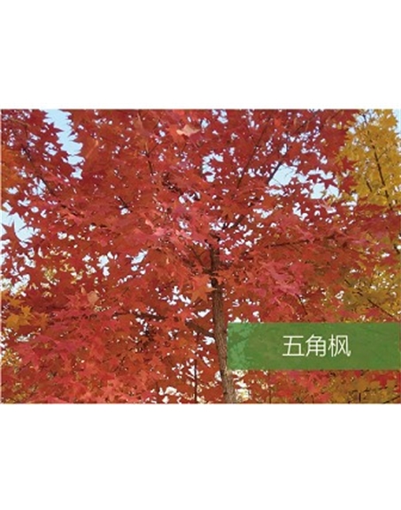 標(biāo)題：喬灌木
瀏覽次數(shù)：1495
發(fā)表時間：2020-10-17