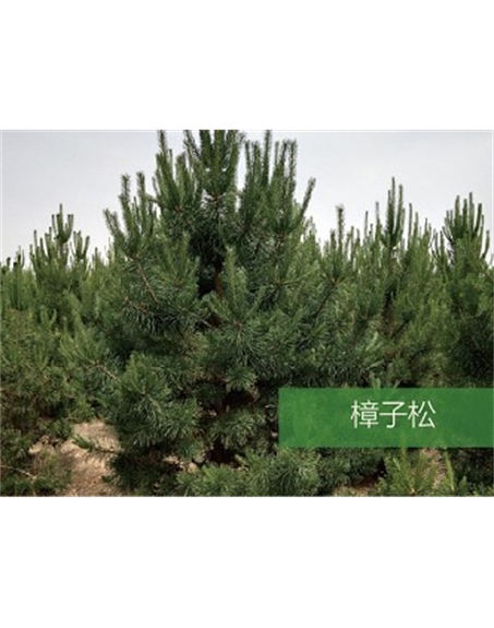 標題：喬灌木
瀏覽次數(shù)：1431
發(fā)表時間：2020-10-17