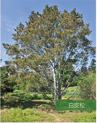 標(biāo)題：名貴樹種
瀏覽次數(shù)：1952
發(fā)表時(shí)間：2020-10-17