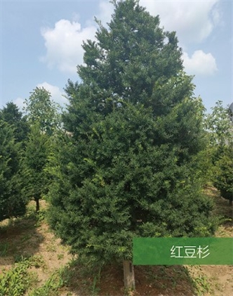標(biāo)題：名貴樹種
瀏覽次數(shù)：1789
發(fā)表時(shí)間：2020-10-17