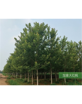 標(biāo)題：名貴樹種
瀏覽次數(shù)：1766
發(fā)表時(shí)間：2020-10-17