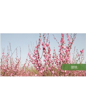 標題：喬灌木
瀏覽次數(shù)：1428
發(fā)表時間：2020-10-17